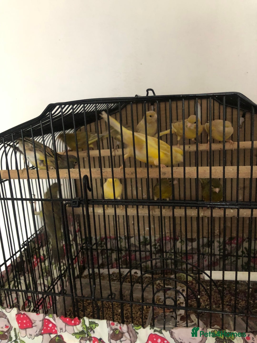 Canaries birds for sale: Young Canaries Nice Colours £30 each  - Advert 3