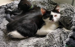 Mixed Breed cats for sale: 3 friendly black females ( 4 months )  - Image 7