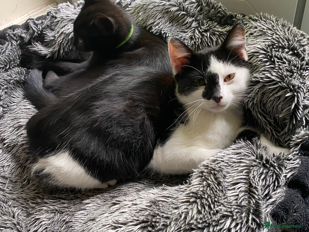 Mixed Breed cats for sale: 3 friendly black females ( 4 months )  - Image 7