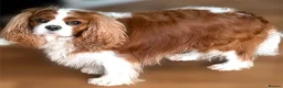 Cavalier King Charles Spaniel dogs for sale: kc, health tested, ckcs - Advert 6