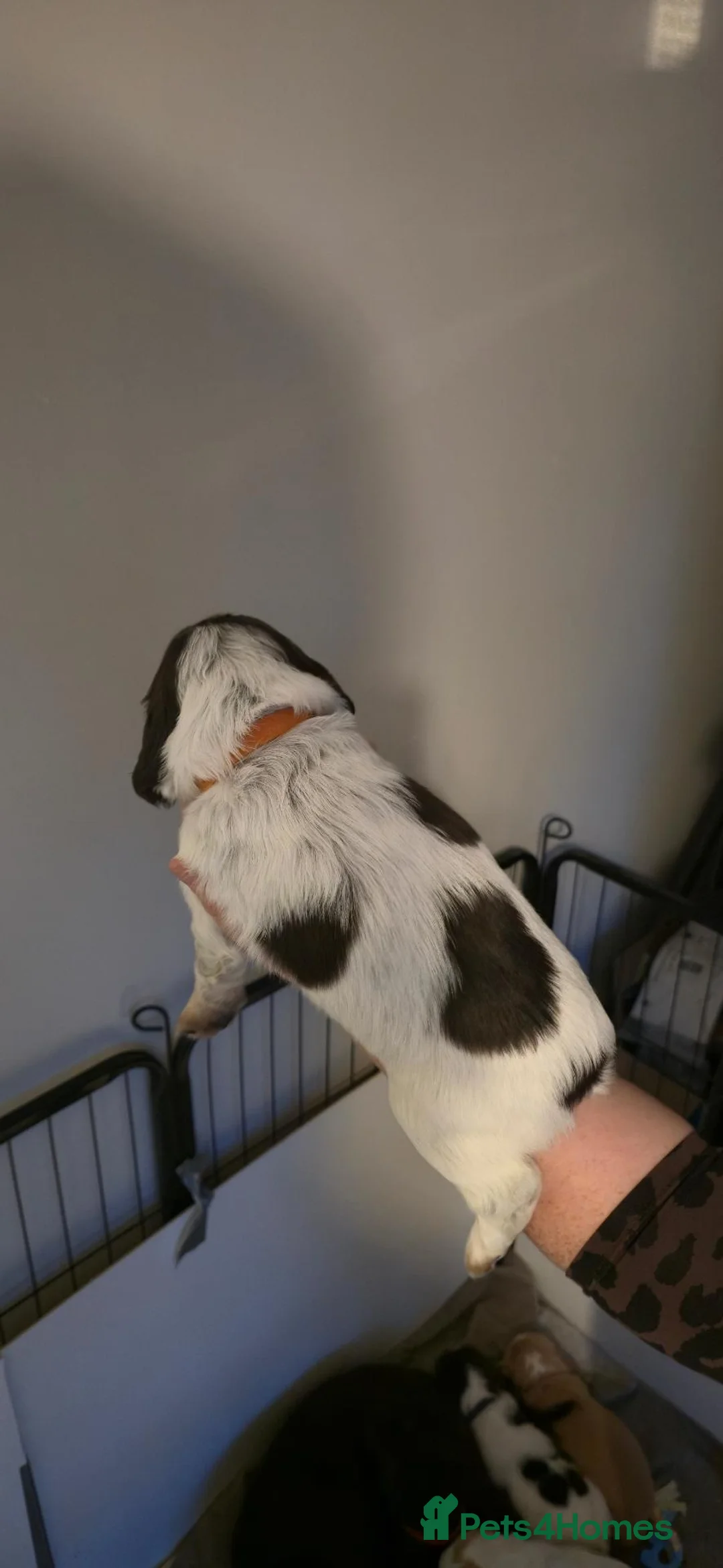 Sprocker dogs for sale: 4 female sprocker puppies  in Hartlepool - Advert 2