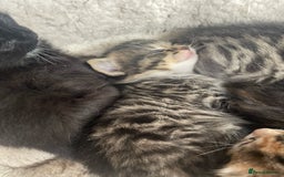Bengal cats for sale: Part bengal kittens  - Image 8