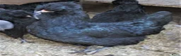 Chickens poultry for sale: large black Araucana pullets(blue/green egg layers - Advert 6