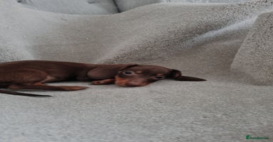 Miniature Dachshund dogs - Advert 8