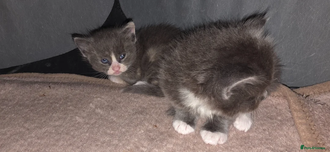 Ragdoll cats for sale: Ragdoll mum - Advert 3
