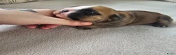 English Bulldog dogs for sale: British bulldog pups in Ammanford - Advert 37