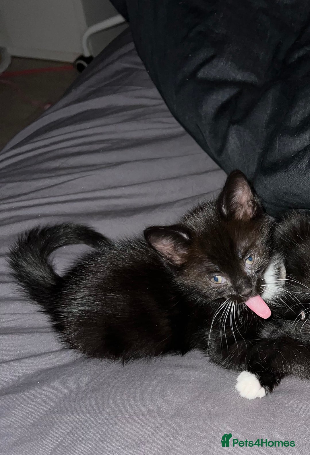 Mixed Breed cats for sale: Little Boy Needing Home👀🏡 - Advert 3