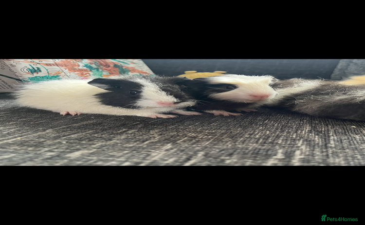 Guinea Pig rodents - Advert 5