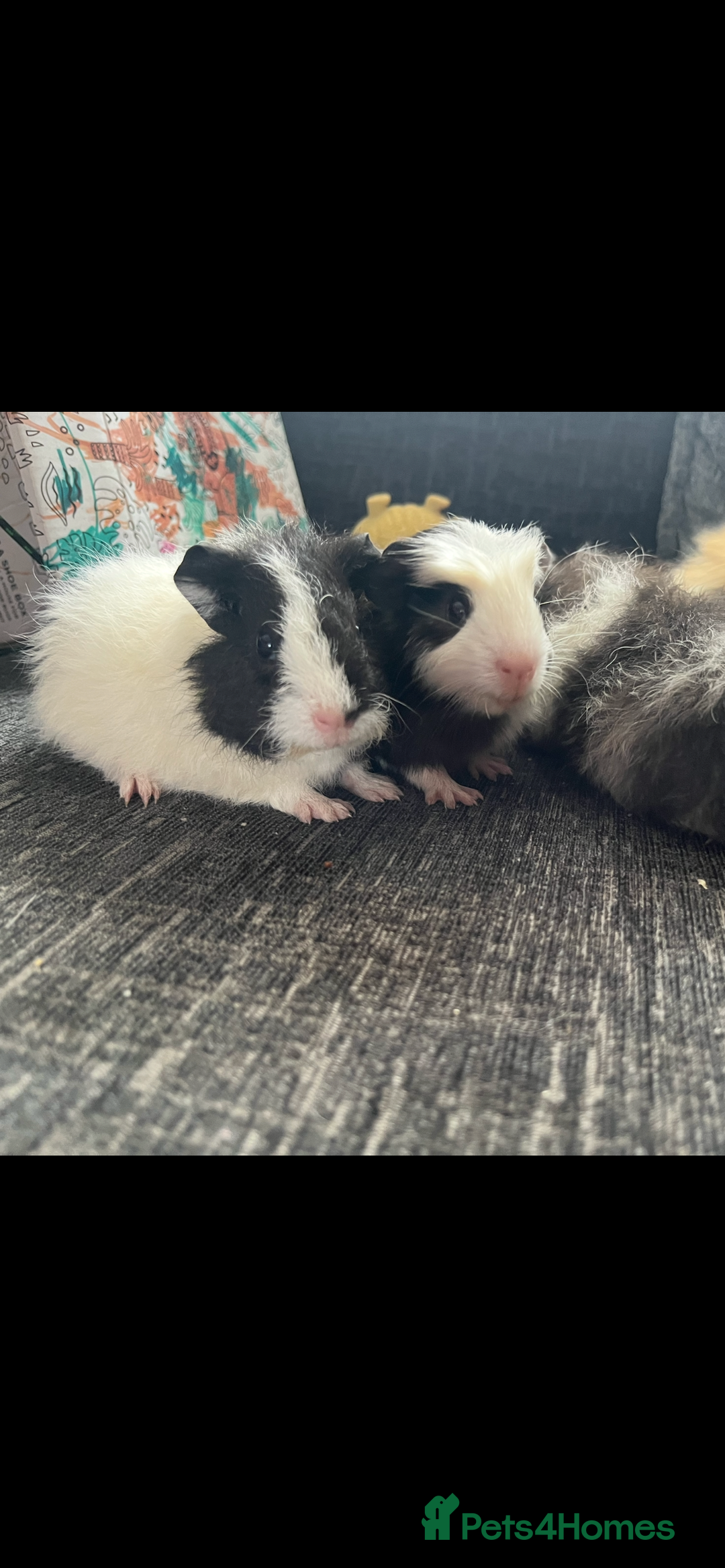 Guinea Pig rodents for sale: X2 male guinea pigs  - Image 1