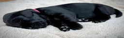 Labrador Retriever dogs for sale: Outstanding Labrador Puppies–Exceptional Pedigree - Advert 7