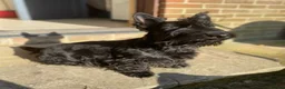 Scottish Terrier dogs for sale: Beautiful KC Scottish Terrier puppies  in Canterbury - Advert 8