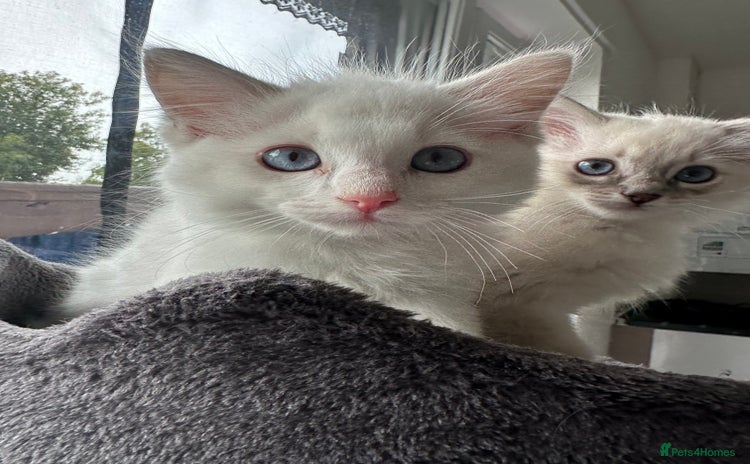 Ragdoll cats - Advert 6