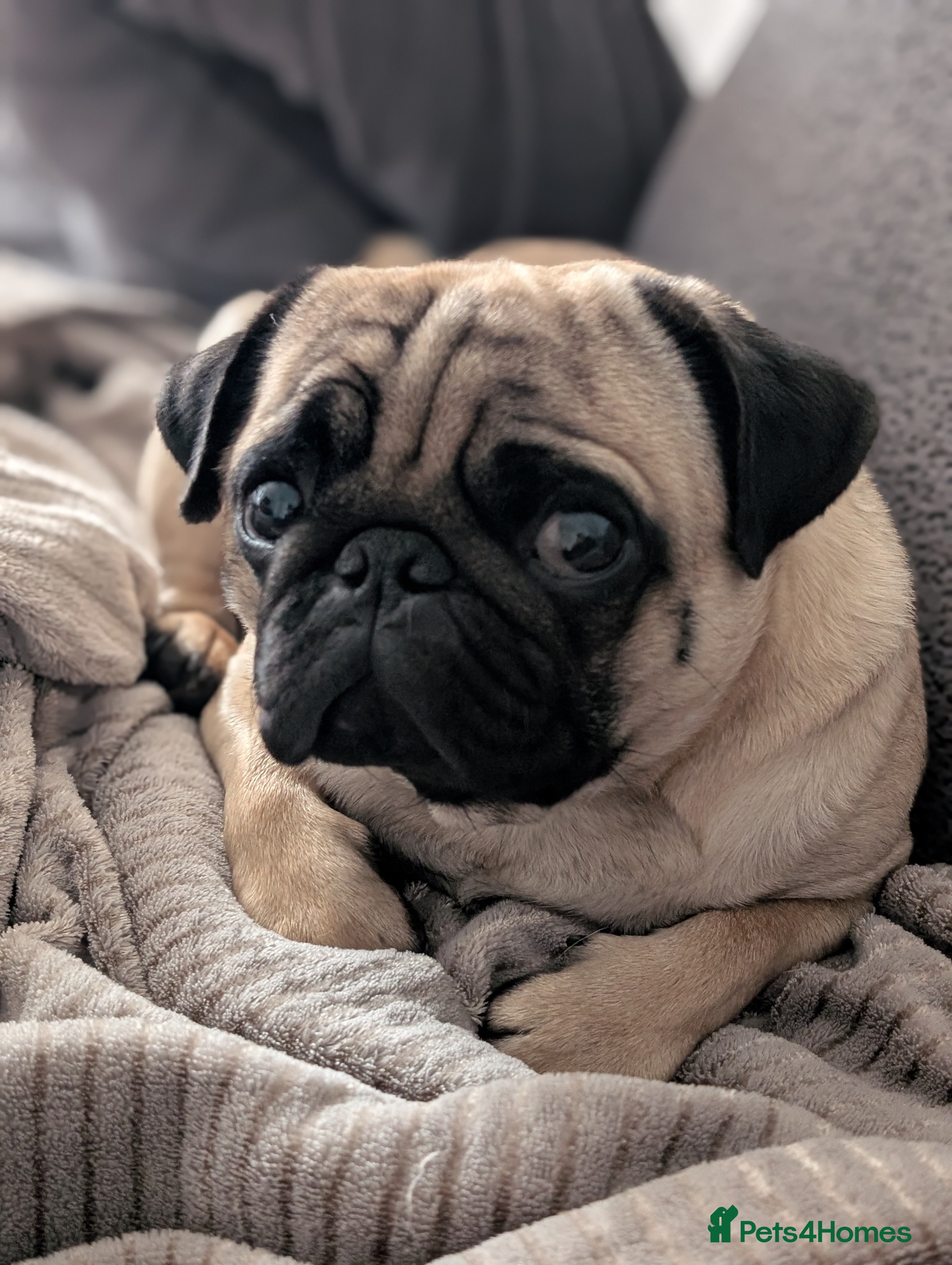 Pug dogs Lovely nature KC registered fawn pug for stud - Advert 1