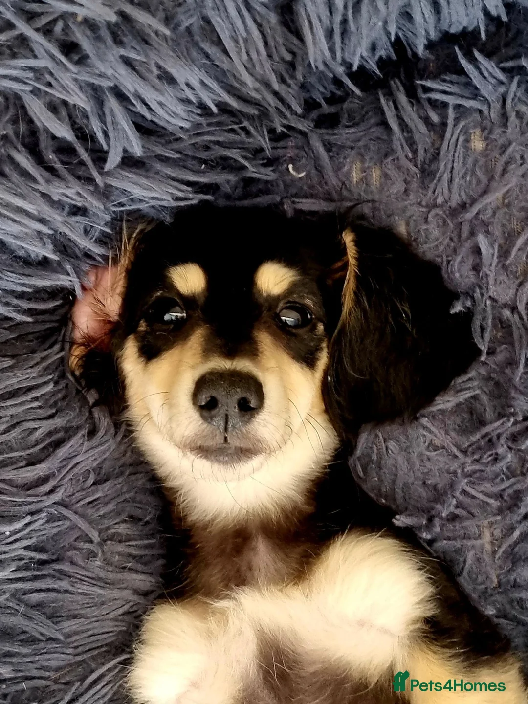 Miniature Dachshund dogs for sale: Last Wonderful KC Reg.MiniatureLH Dachshund Puppy  - Advert 2