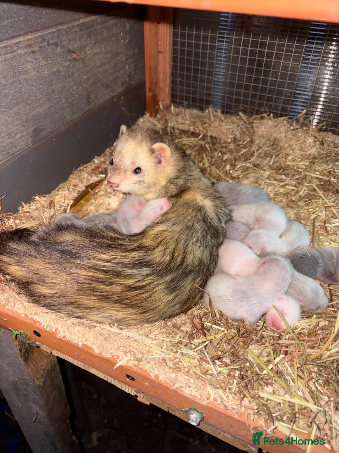 Ferret rodents for sale: Kits hit a and Jill’s  - Advert 2
