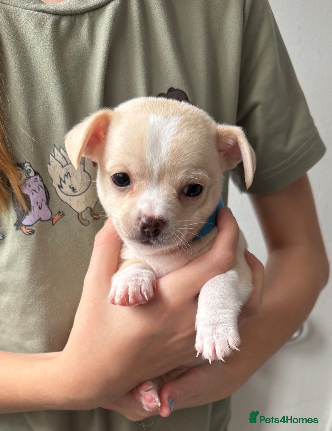 Pomchi dogs for sale: Beautiful Pomchi puppies  - Image 18