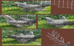 Chickens poultry for sale: Gold laced frizzled Polish  - Image 4