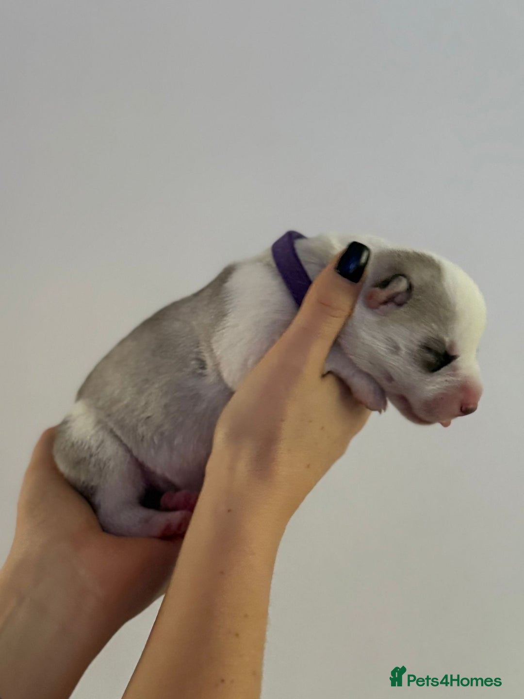 Siberian Husky dogs for sale: Beautiful Siberian Husky Puppies Ready to Reserve - Advert 21