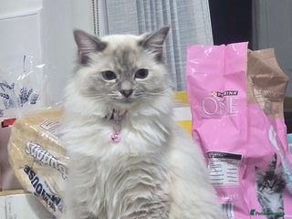 Ragdoll cats Pedigree ragdoll - Advert 18