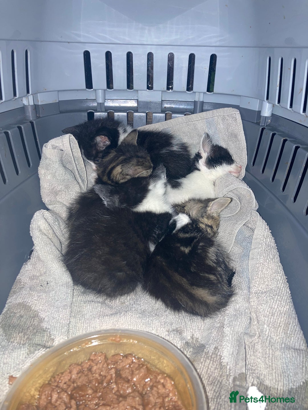 Domestic Shorthair cats for sale: mixed kittens - Image 8
