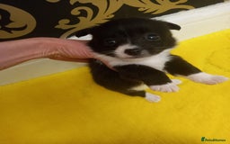 Mixed Breed dogs for sale: Jack Russell Pups in Braintree - Image 6