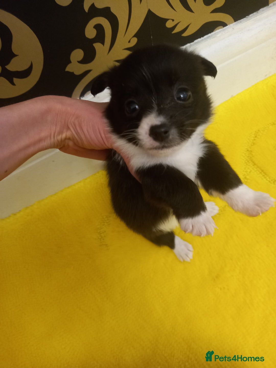 Mixed Breed dogs for sale: Jack Russell Pups in Braintree - Image 6