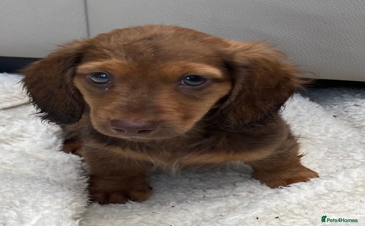 Dachshund dogs - Advert 3