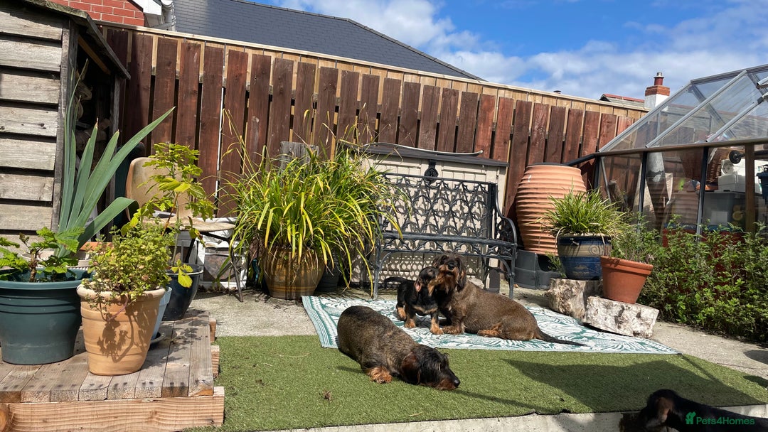 Dachshund dogs for sale: Standard Wirehair Dachshund  - Image 3