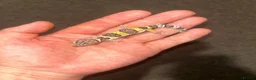 Leopard Gecko reptiles for sale: Leopard Geckos  - Advert 4