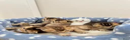 Scottish Fold cats for sale: Scottish Fold X British Shorthair Kittens - Advert 8