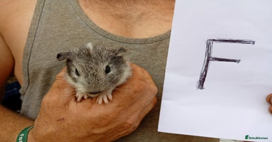 Guinea Pig rodents - Advert 7