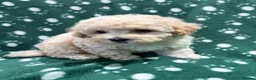 Poochon dogs for sale: Cute litter of puppies  - Advert 5