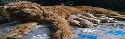 Australian Labradoodle dogs for sale: 🐾 7 Gorgeous Australian Labradoodle  - Advert 13
