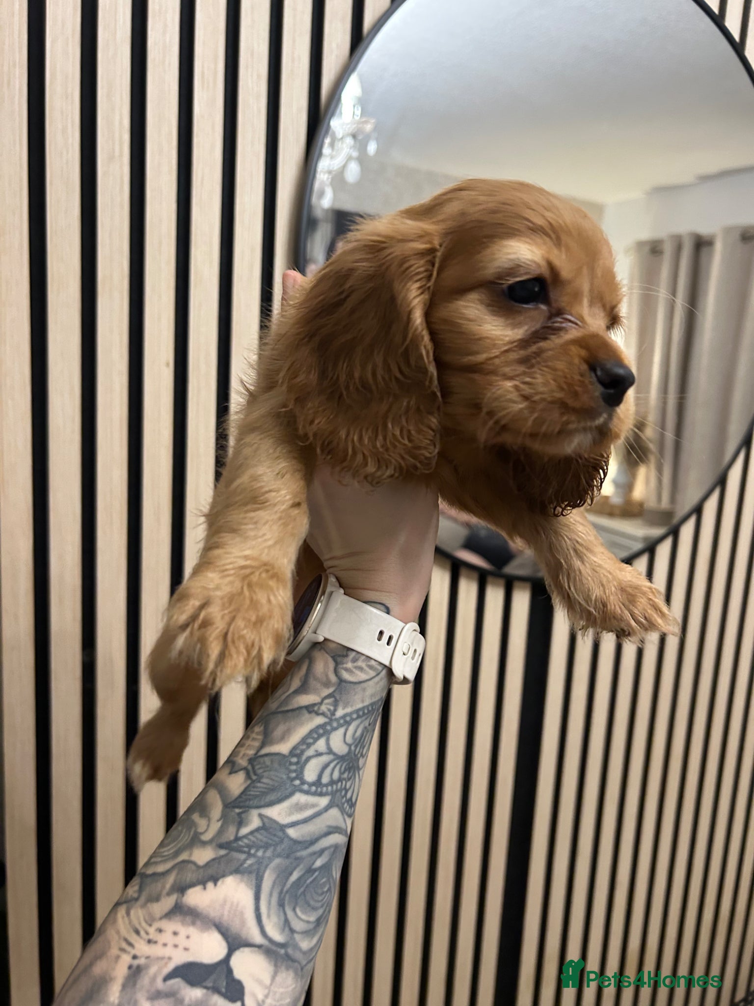 Cockalier dogs  1girl left Cockalier puppies  - Advert 19