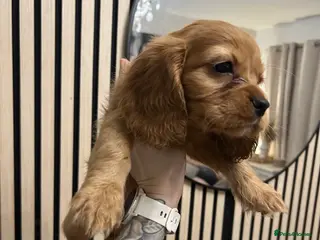 Cockalier dogs 1girl left Cockalier puppies - Advert 19