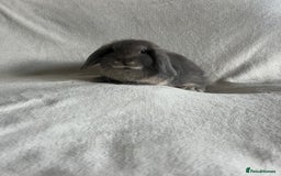 Mini Lop rabbits for sale: Mini Lops Ready To Leave Now - Image 3