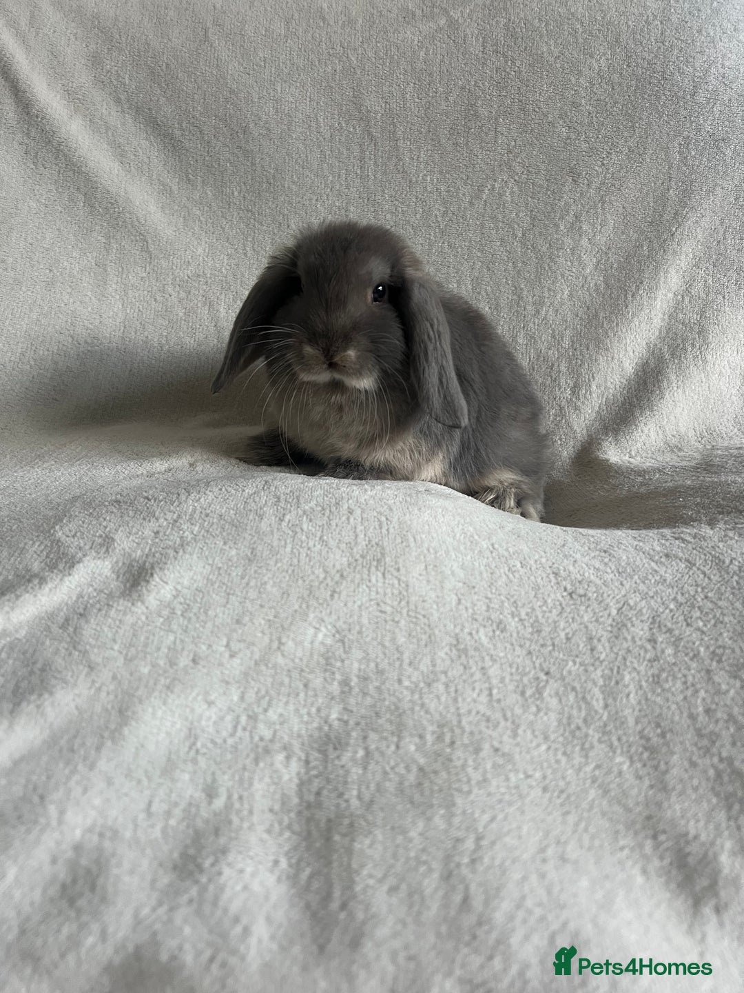 Mini Lop rabbits for sale: Mini Lops Ready To Leave Now - Image 3