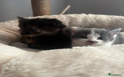 Mixed Breed cats for sale: 3 gorgeous kittens  - Image 7