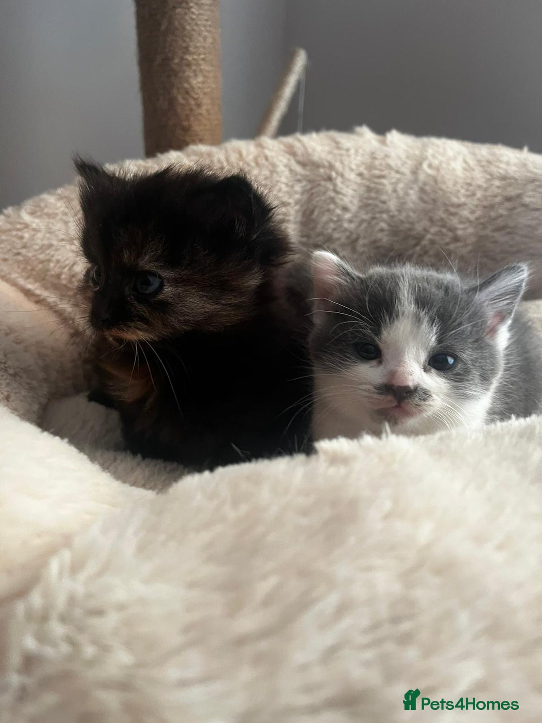 Mixed Breed cats for sale: 3 gorgeous kittens  - Image 7
