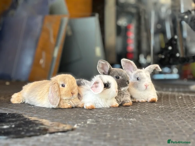 Gallery Image {{count}}