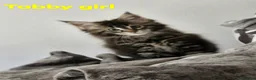Maine Coon cats for sale: Maincoone kittens  - Advert 9