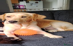 Labrador Retriever dogs for sale: Dottie needs a loving home  - Image 7