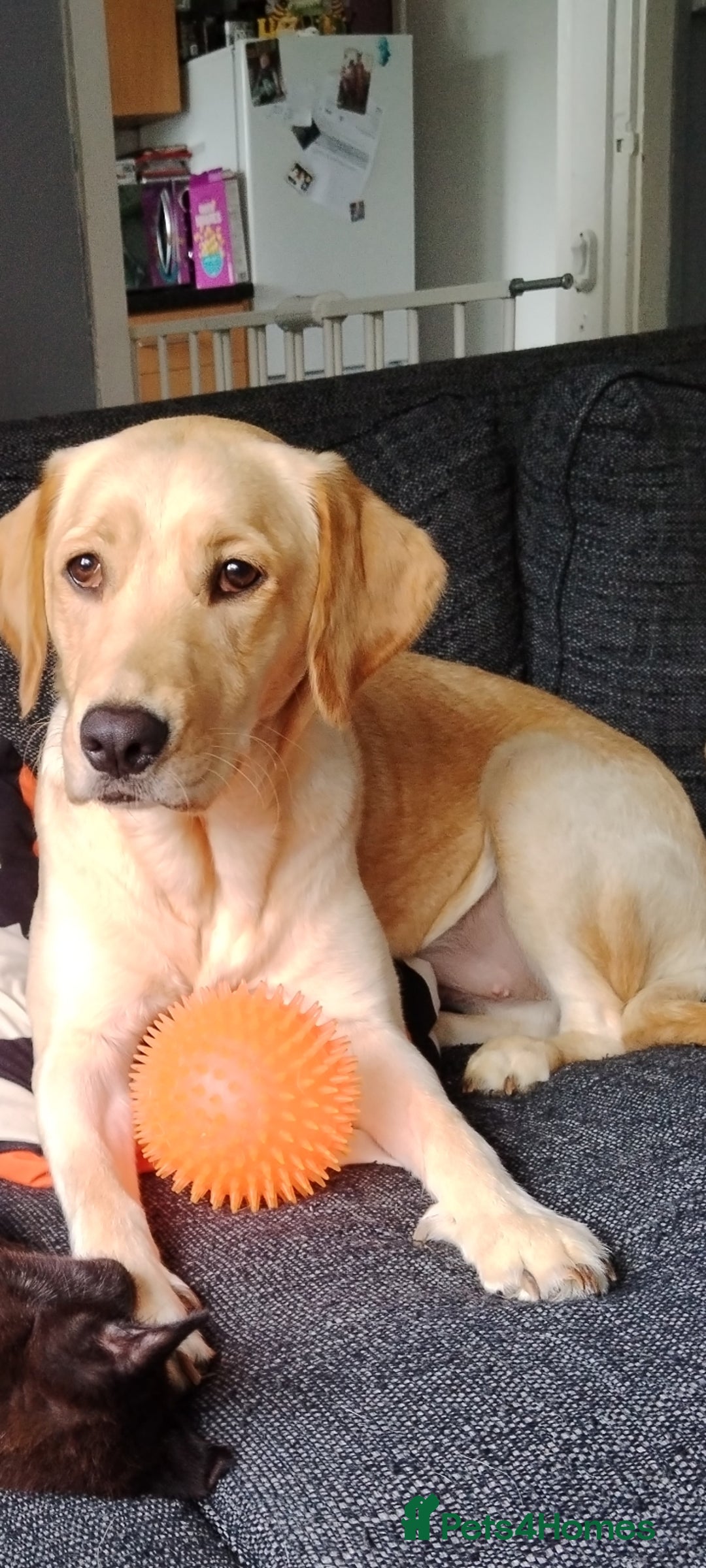 Labrador Retriever dogs for sale: Dottie needs a loving home  - Image 7