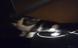 British Shorthair cats for sale: Beautiful kittens  - Advert 4