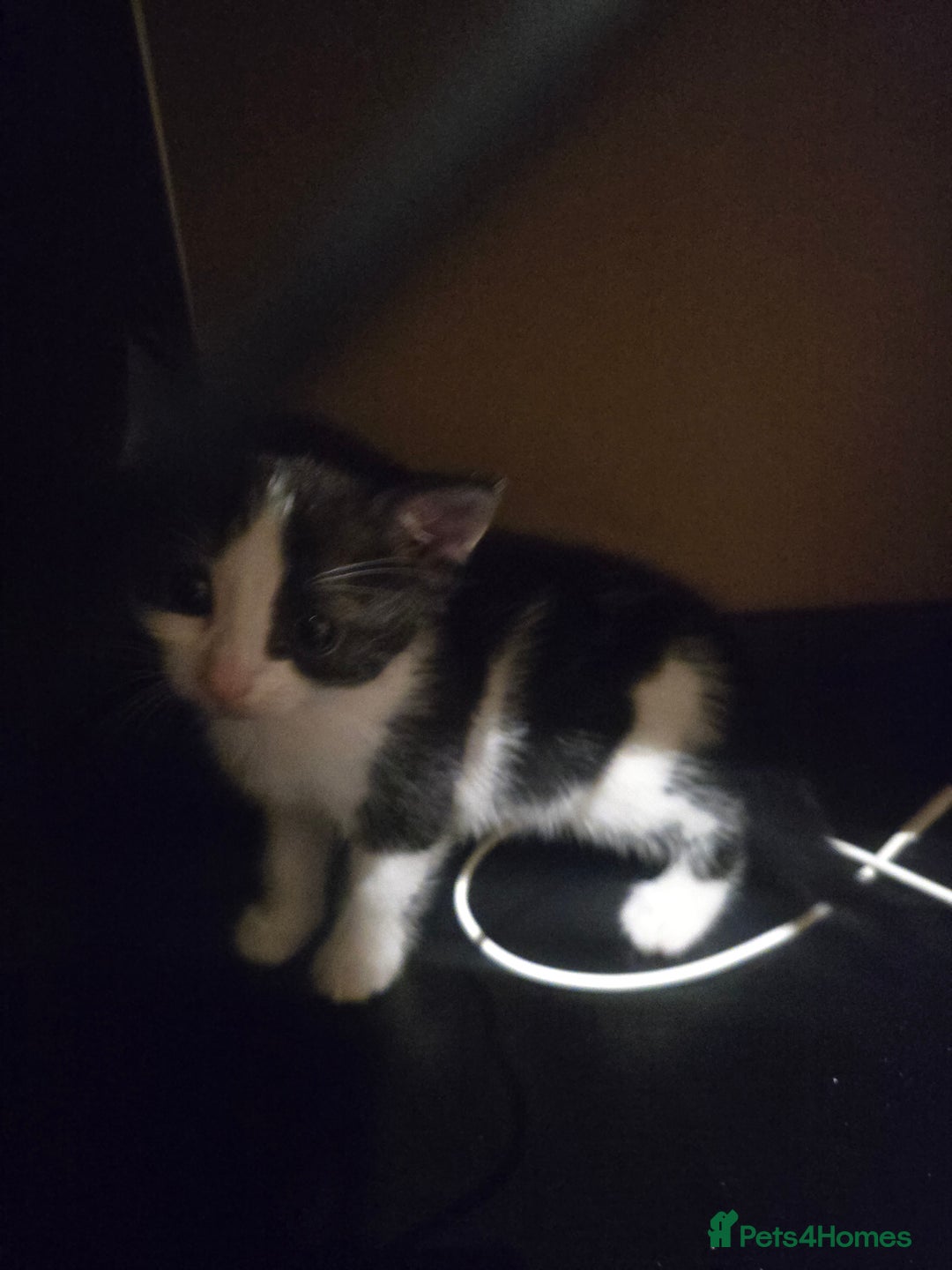 British Shorthair cats for sale: Beautiful kittens  - Advert 4