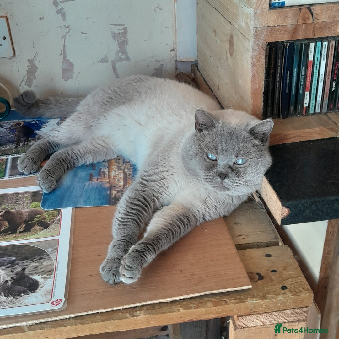 British Shorthair cats for sale: BSH Lilac Colourpoint Kittens  in Clacton-on-Sea - Image 12