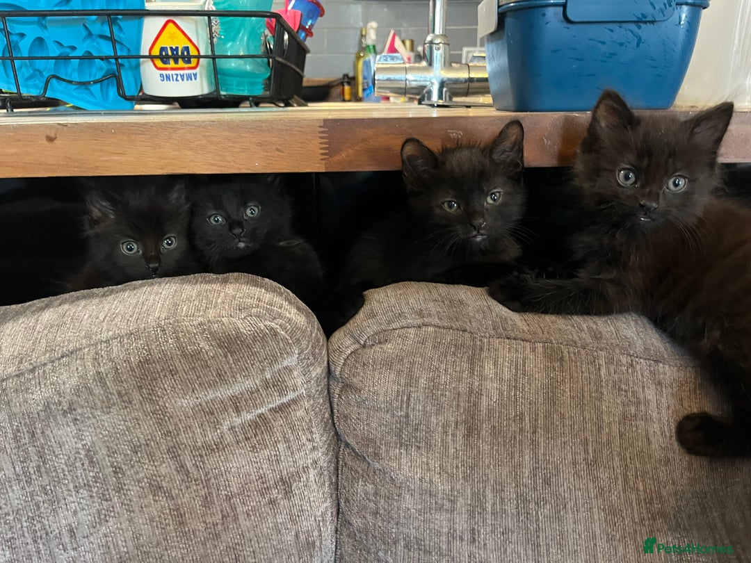 Mixed Breed cats for sale: Short hair and long hair kittens  - Image 4
