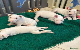 Bull Terrier dogs for sale: USA & UK Champion Bloodline English bull terriers  in Gateshead - Image 14
