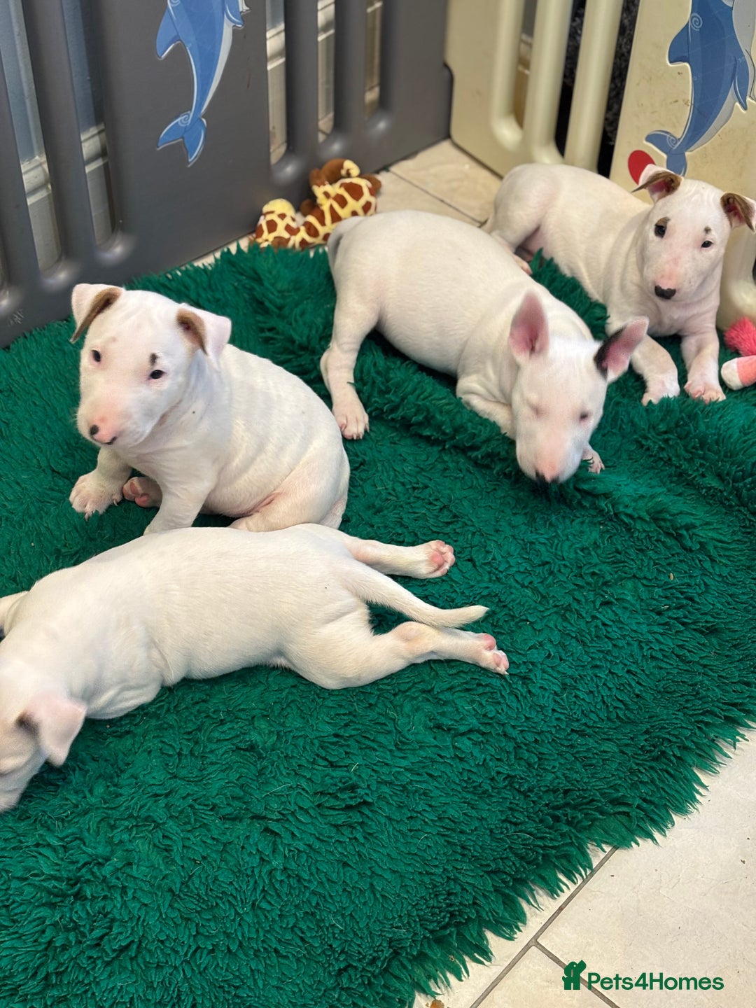 Bull Terrier dogs for sale: USA & UK Champion Bloodline English bull terriers  in Gateshead - Image 14