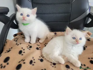 Ragdoll cats Ragdoll kittens - Advert 13